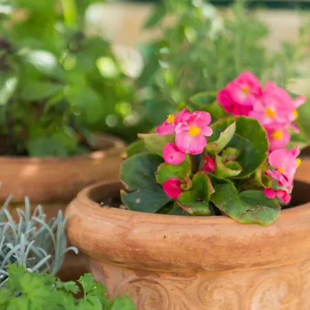 Διαμέρισμα Oaza